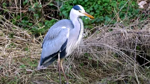 Grey Heron Catching and Eating Fish in River – 4K Close-Up Wildlife Footage Stock Footage 328646455