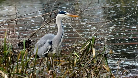 Grey Heron Catching and Eating Fish in River – 4K Close-Up Wildlife Footage Stock Footage 328646457