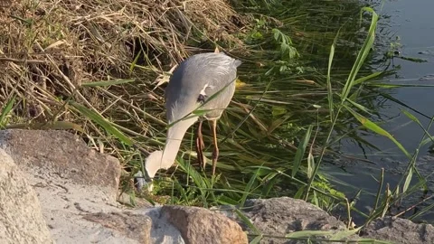 Grey Heron Catching and Eating Fish Along Riverside Stock Footage 339093372