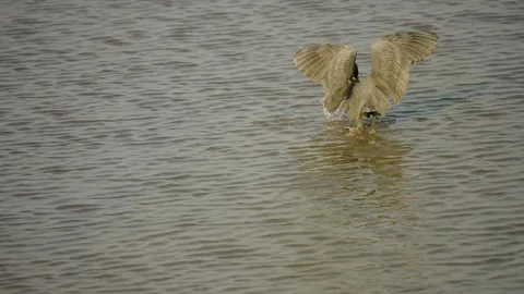 Grey Heron Catching Fish in Shallow Wetland Waters of Gujarat India Stock Footage 337882323