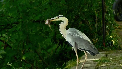Grey Heron Catching a Mouse – Close-Up Wildlife Action in Natural Habitat Stock Footage 313660584