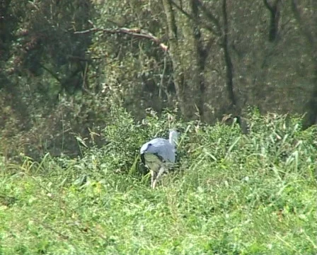 Grey heron catching mouse Stock Footage