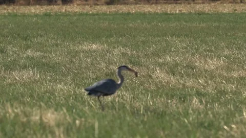 Grey Heron Catching a Mouse in a Meadow Stock-Footage 342391421