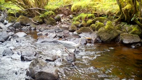 Grey Heron Catching Small Fish in Low Water Burn, Isle of Skye Stock Footage 335144355