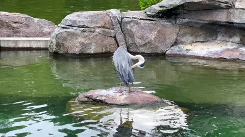 Grey heron cleaning feathers on rock in pond Stock Footage 313132063
