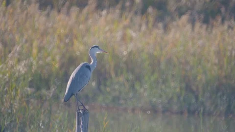 Grey heron cleans itself on the lakeside Video stock 127743420