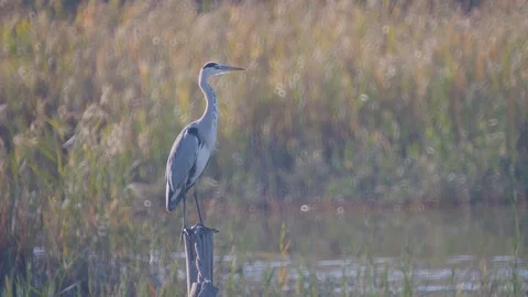 Grey heron cleans itself on the lakeside Video stock 127743518