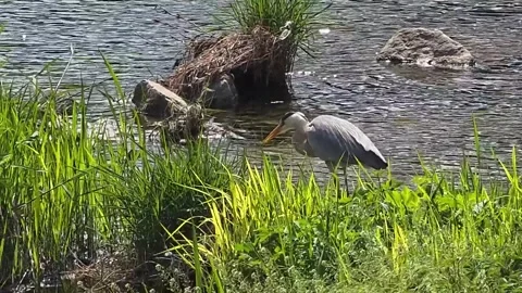 Grey Heron Climbing from Stream onto Rock and Grassy Bank Vídeo Stock 341621341