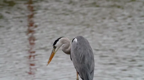 Grey Heron Close-up 2 Stock Footage 35819665