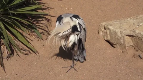 A Grey Heron Close up 스톡 동영상 50854178