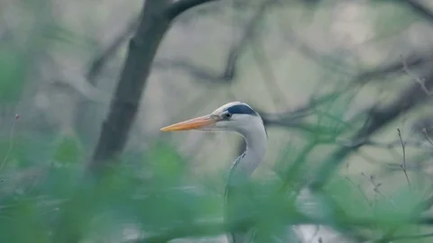 Grey Heron Close-up Stock Footage 75587376