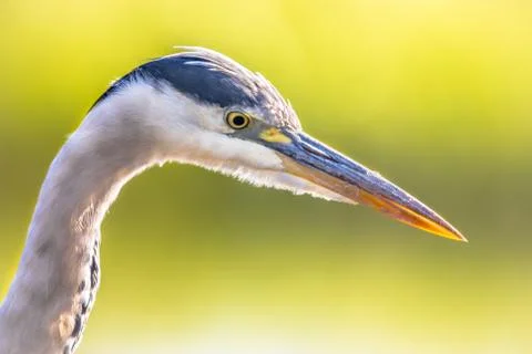 Grey heron close up of head Stock Photos