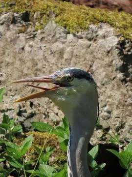 Grey Heron Close-Up Stock Photos