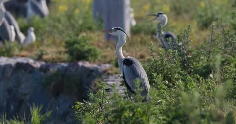 Grey heron close-up standing still among green grass on stone pier Stock Footage 342711135