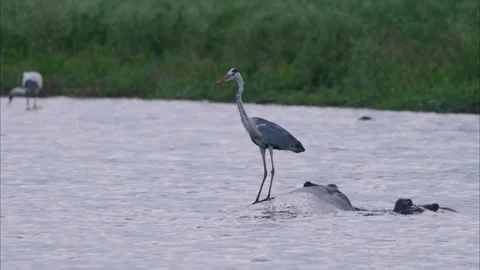 Grey Heron on Common Hippo in Kruger National Park, South Africa Stock Footage 277338053