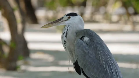 Grey heron coseup Stock-Footage 153479878