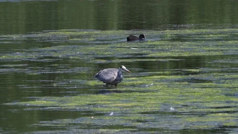Grey Heron at Crime lake Stock Footage