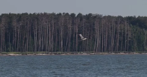 Grey heron defecating during takeoff and flying away over the bay Stock Footage 342711172