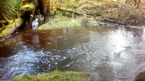 Grey Heron Diving Into Burn and Catching Small  Fish. Trail Camera Wildlife 스톡 동영상 334035415