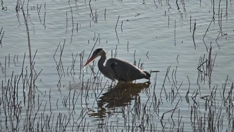 Grey Heron Drinking and Splashing Water in Golden Hour Light (Slow Motion) Stock Footage 333338991