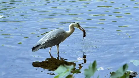 Grey Heron Eating a Mouse in the River – Close-Up Wildlife Moment Stock Footage 313660592