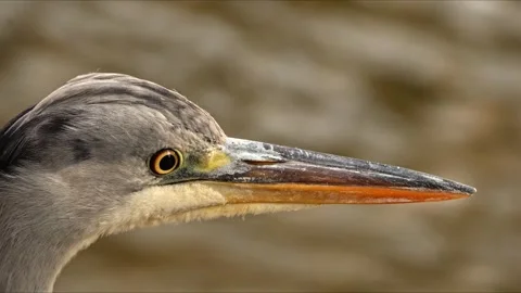 Grey Heron Extreme Close-Up Head Portrait – 8K Wildlife Cinematic 스톡 동영상 320816939