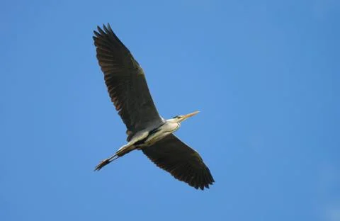 A grey Heron flies with its wings spread against the blue sky Stock Photos