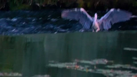 Grey Heron in Flight and Walking Through a River Stock Footage 313593371