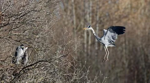 A grey heron in flight close up Stock Photos
