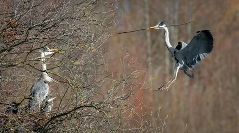 A grey heron in flight close up Stock Photos