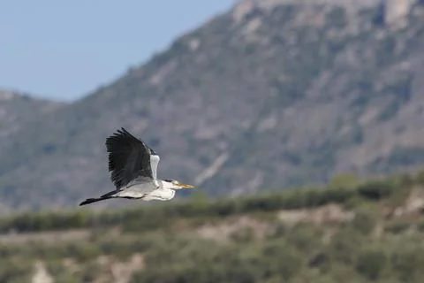 Grey Heron in Flight With Mountain Background Foto stock