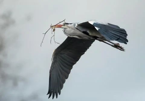 Grey heron in flight with a nesting material Stock Photos