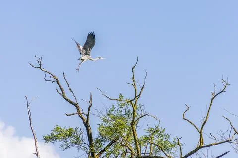 Grey heron in flight over the branches of a large tree, against the blue sky Stock Photos