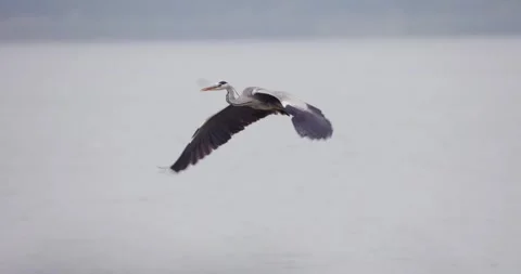 Grey Heron in Flight Over Calm Waters Stock Footage 305701882