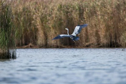 Grey heron in flight 写真素材