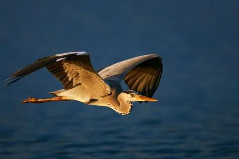 Grey heron in flight Stock Photos