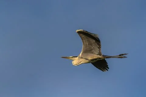 Grey heron in flight Stock Photos