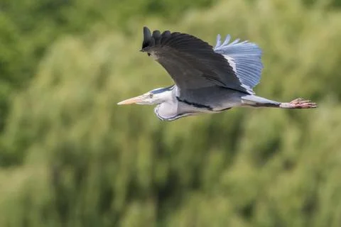 Grey heron in flight Stock Photos