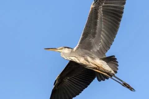 Grey heron in flight Stock Photos