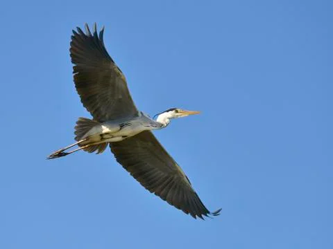 Grey heron in flight Stock Photos