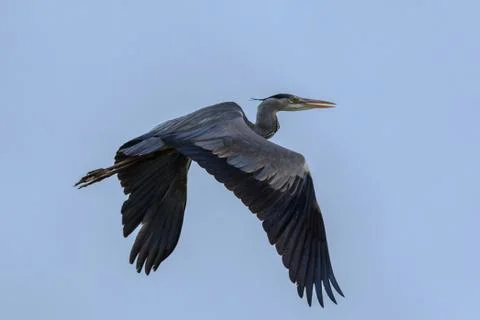 Grey heron in flight Stock Photos