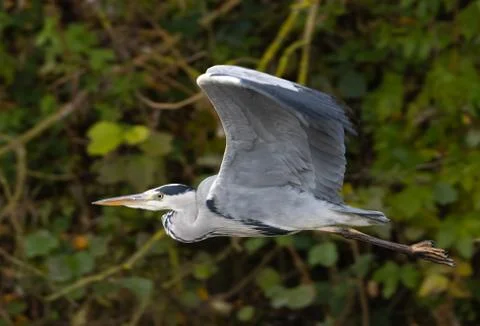Grey heron in flight Stock Photos