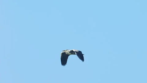 Grey heron flight (slow motion) Stock Footage 320824884