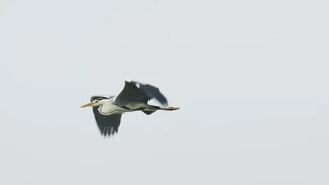 A grey heron in flight (slow motion) Stock Footage 340264609