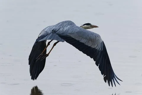 Grey heron flying by the camera Stock Photos