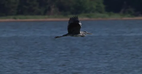 Grey heron flying fast in a close shot against dense pine forest background Stock Footage 342711510