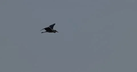Grey heron flying high in the grey sky with wings spread Stock Footage 342710586