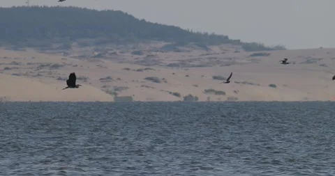 Grey heron flying high over the bay water against dunes background Stock Footage 342711046
