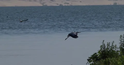 Grey heron flying low over calm water and landing on abandoned pier Stock Footage 342711307
