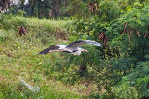 Grey Heron Flying Low Over Lush Tropical Riverside Vegetation Stock Photos
